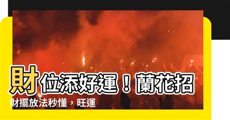 蘭花招財顏色|改運、招財、添手氣，十大招財植物選擇/室內如擺放。